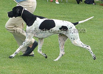 1st Open Dog